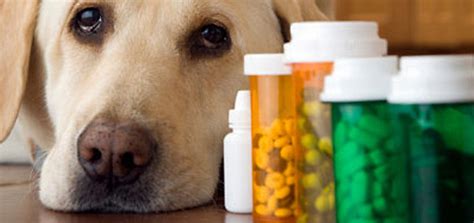 10 Best Dog Health Supplements For Overall Dog Health 10 Best Dog Health Supplements For Overall Dog Health