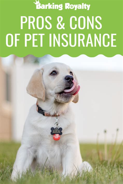 38 Hq Photos Affordable Pet Insurance For Dogs Affordable Pet 38 Hq Photos Affordable Pet Insurance For Dogs Affordable Pet