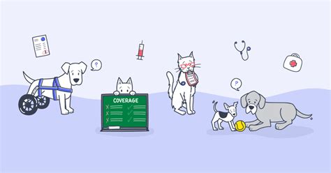 4 Common Pet Insurance Myths Your Vet Wants To Clear Up Pumpkin 4 Common Pet Insurance Myths Your Vet Wants To Clear Up Pumpkin