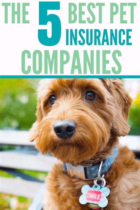 5 Best Pet Insurance Companies With Affordable Rates Coupon Chief 5 Best Pet Insurance Companies With Affordable Rates Coupon Chief