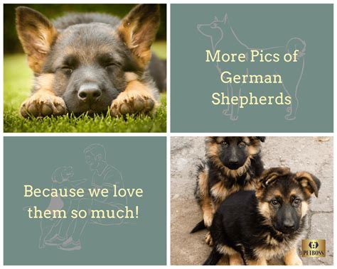 5 Best Pet Insurance For German Shepherds 5 Best Pet Insurance For German Shepherds