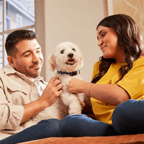 5 Best Pet Insurance Options For Pre Existing Conditions In 2025 Pet 5 Best Pet Insurance Options For Pre Existing Conditions In 2025 Pet