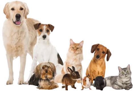 Affordable Pet Insurance For Dogs Pets Animals Us Affordable Pet Insurance For Dogs Pets Animals Us