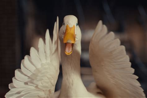 Aflac Duck Creators On Returning To The Famous Campaign Ad Age Aflac Duck Creators On Returning To The Famous Campaign Ad Age