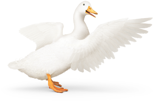 Aflac Life Insurance Policy
