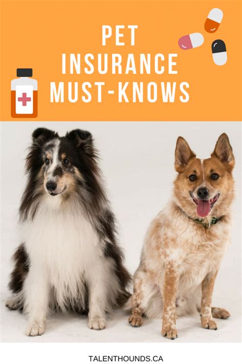 All You Need To Know About Pet Insurance All You Need To Know About Pet Insurance