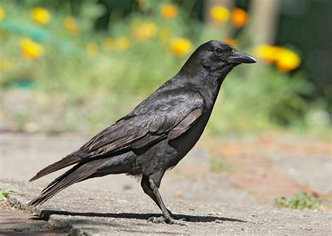 American Crow Santa Clara Valley Bird Alliance American Crow Santa Clara Valley Bird Alliance