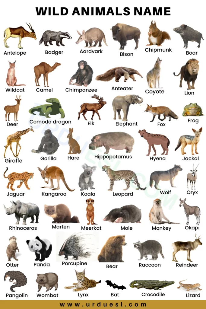 Animal Health Insurance Plans