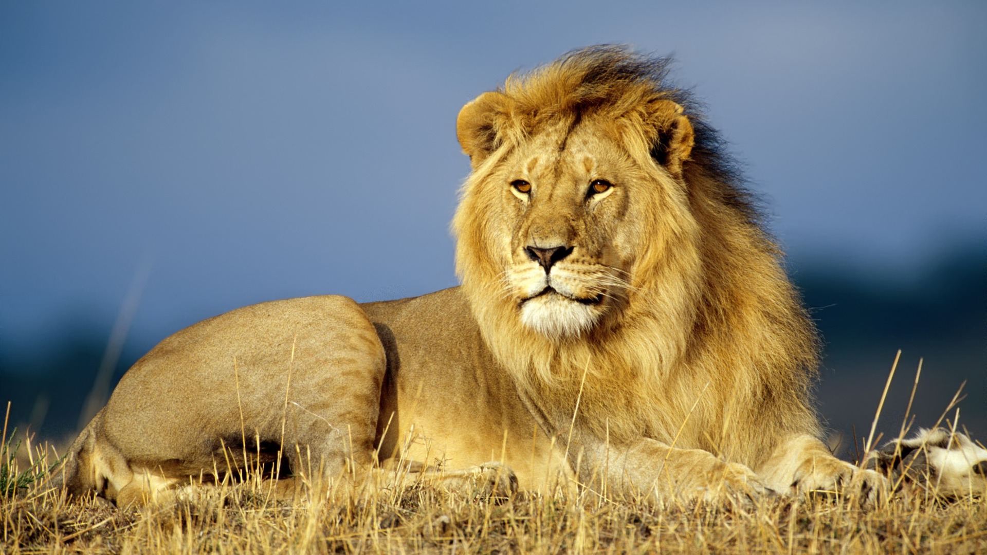 Animal Insurance Coverage