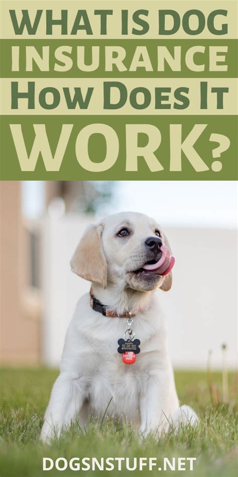 Animal Insurance For Dogs