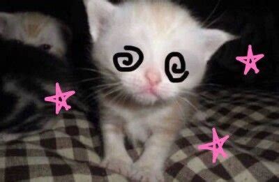 Auggie Cat Bunny On Twitter Rt Cyb4rangel Typa Shit I Been In Lately Auggie Cat Bunny On Twitter Rt Cyb4rangel Typa Shit I Been In Lately