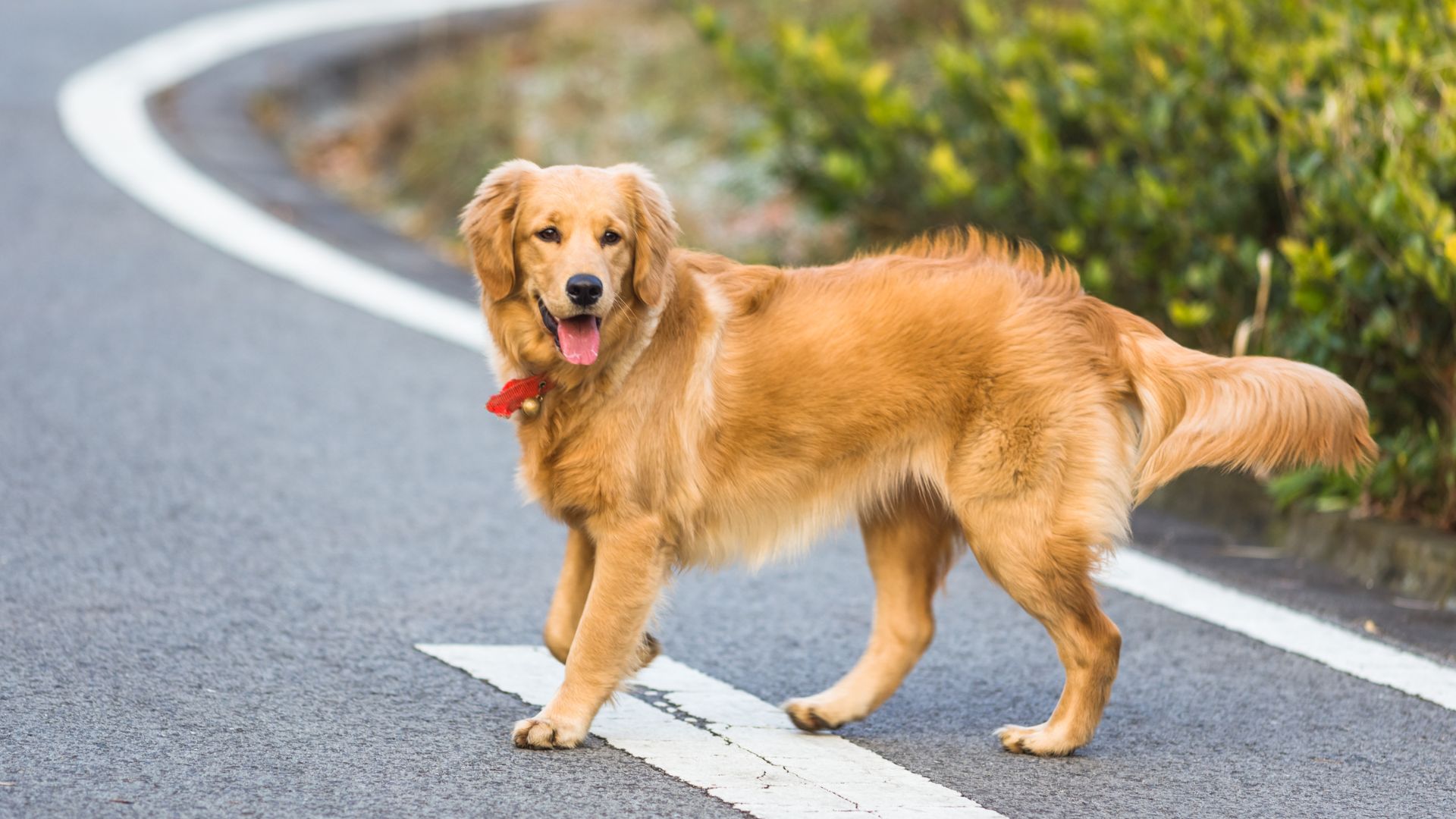 Banefield Pet Insurance