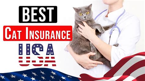 Best Cat Insurance In Usa Reviews Top 4 Pet Insurance For Cats Best Cat Insurance In Usa Reviews Top 4 Pet Insurance For Cats