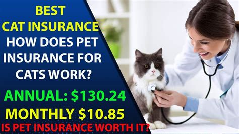 Best Cat Insurance