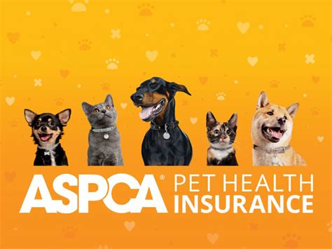 Best Cheap Pet Insurance
