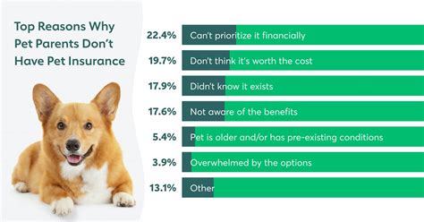 Best Dog Pet Insurance Companies At Evelynjfultono Blog Best Dog Pet Insurance Companies At Evelynjfultono Blog