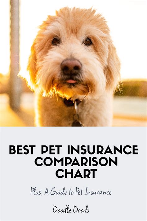 Best Pet Insurance Comparison Chart Guide To Pet Insurance Artofit Best Pet Insurance Comparison Chart Guide To Pet Insurance Artofit