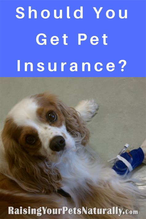 Best Pet Insurance For Dogs Uk Pet Insurance Premiums Will Be Reduced Best Pet Insurance For Dogs Uk Pet Insurance Premiums Will Be Reduced