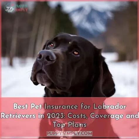 Best Pet Insurance For Labrador Retrievers 2023 Cost Plans Faqs Best Pet Insurance For Labrador Retrievers 2023 Cost Plans Faqs