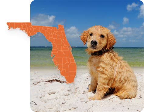 Best Pet Insurance In Florida In 2025 Pawlicy Advisor Best Pet Insurance In Florida In 2025 Pawlicy Advisor