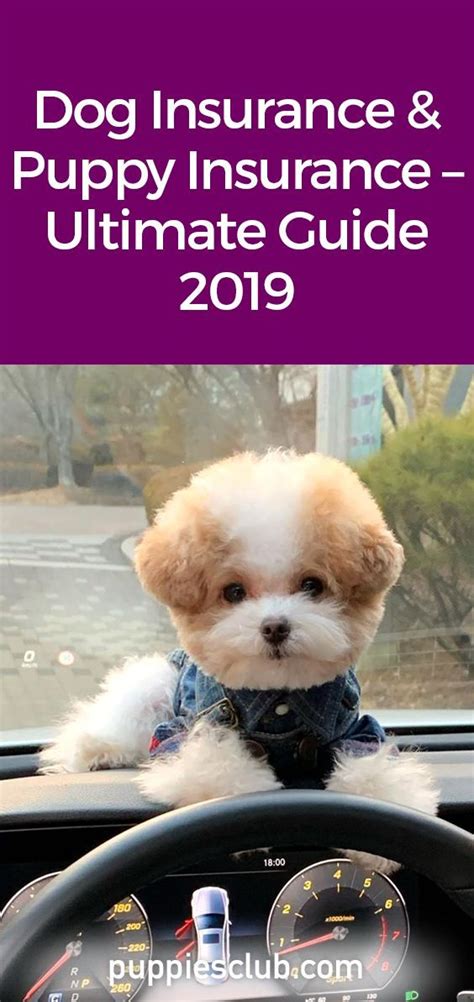 Best Puppy Insurance