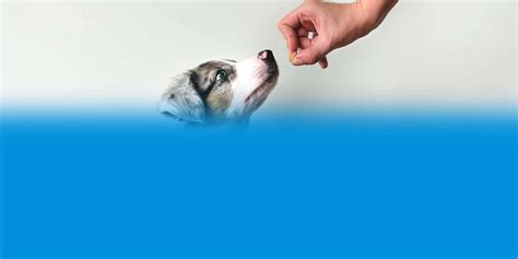 Can Dogs Eat Peanuts What To Know Metlife Pet Insurance Can Dogs Eat Peanuts What To Know Metlife Pet Insurance