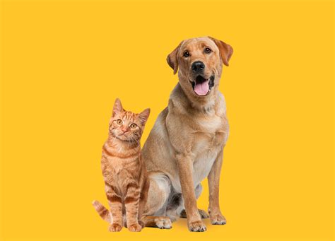 Can You Get Life Insurance On A Dog Cat Or Other Pet Facts Faq Can You Get Life Insurance On A Dog Cat Or Other Pet Facts Faq