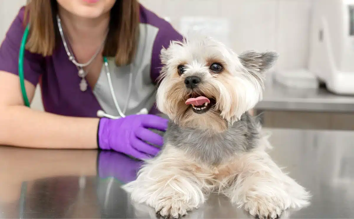 Careplus Pet Insurance Review Life Insurance Quotes Careplus Pet Insurance Review Life Insurance Quotes