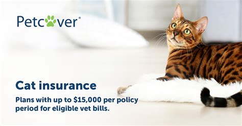 Cat Insurance Australia Petcover Pet Insurance Cat Insurance Australia Petcover Pet Insurance