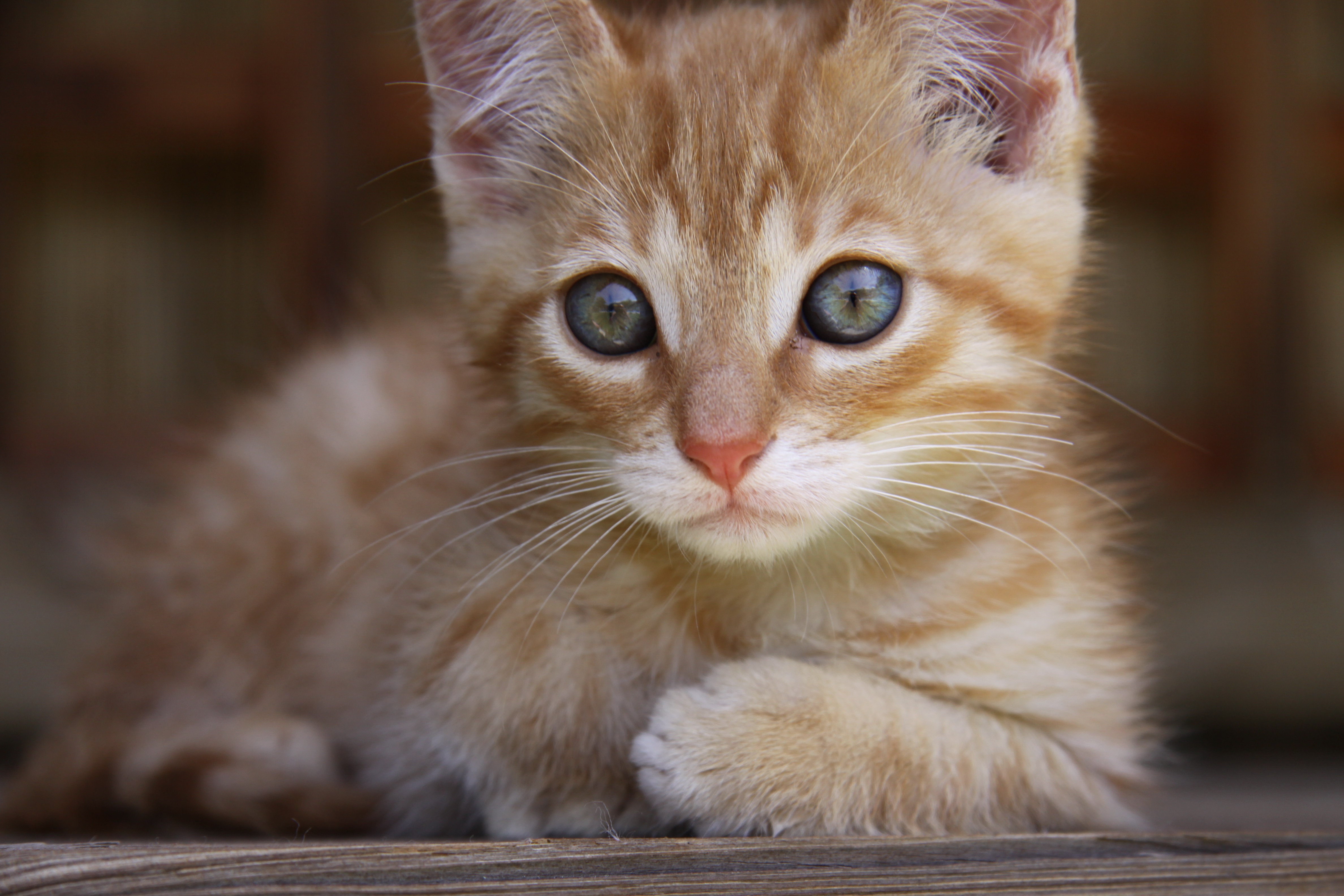 Cat Insurance Nationwide Cat And Kitten Insurance Plans Cat Insurance Nationwide Cat And Kitten Insurance Plans
