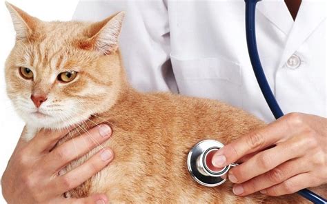 Cat Insurance Near Me
