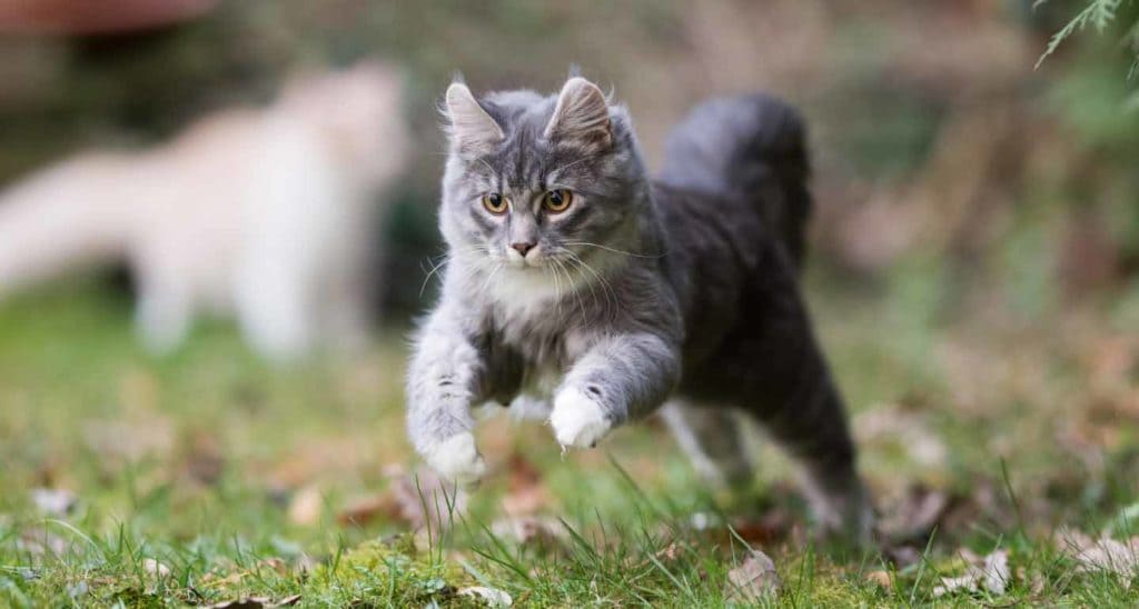 Cat Insurance