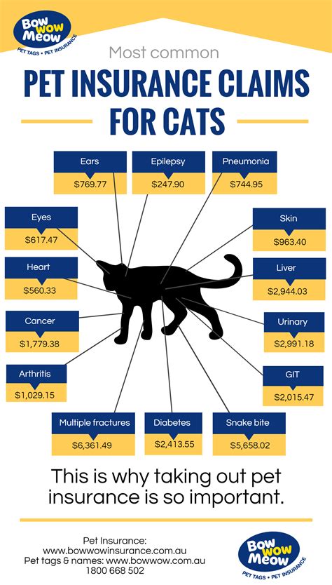 Cat Kitten Insurance Plans Pets Best Cat Kitten Insurance Plans Pets Best
