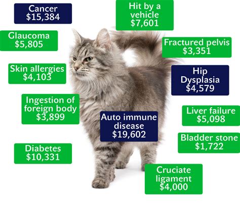 Cat Kitten Insurance Quotes Costs Coverage Reviews Pet Insurer Cat Kitten Insurance Quotes Costs Coverage Reviews Pet Insurer
