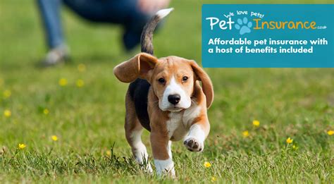 Cheap Insurance For Dogs