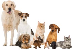 Cheapest Pet Insurance For Multiple Pets Vet Explains Pets Cheapest Pet Insurance For Multiple Pets Vet Explains Pets