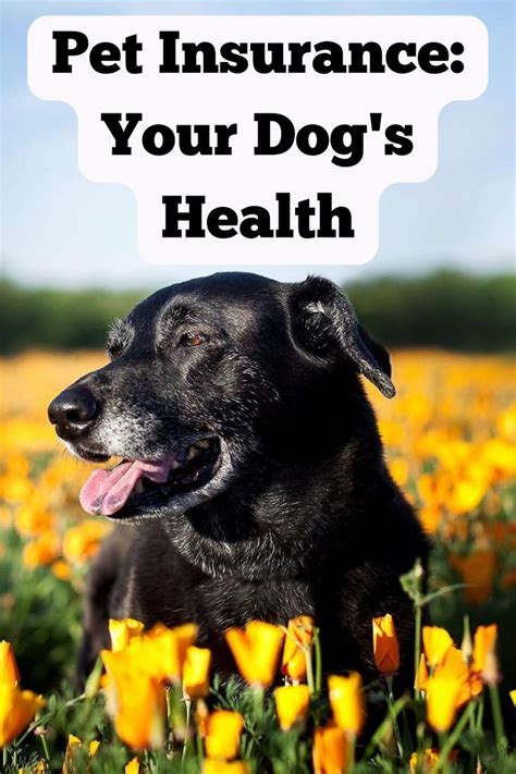 Choosing The Right Pet Insurance For Your Dog S Health Greyboy Pet Choosing The Right Pet Insurance For Your Dog S Health Greyboy Pet