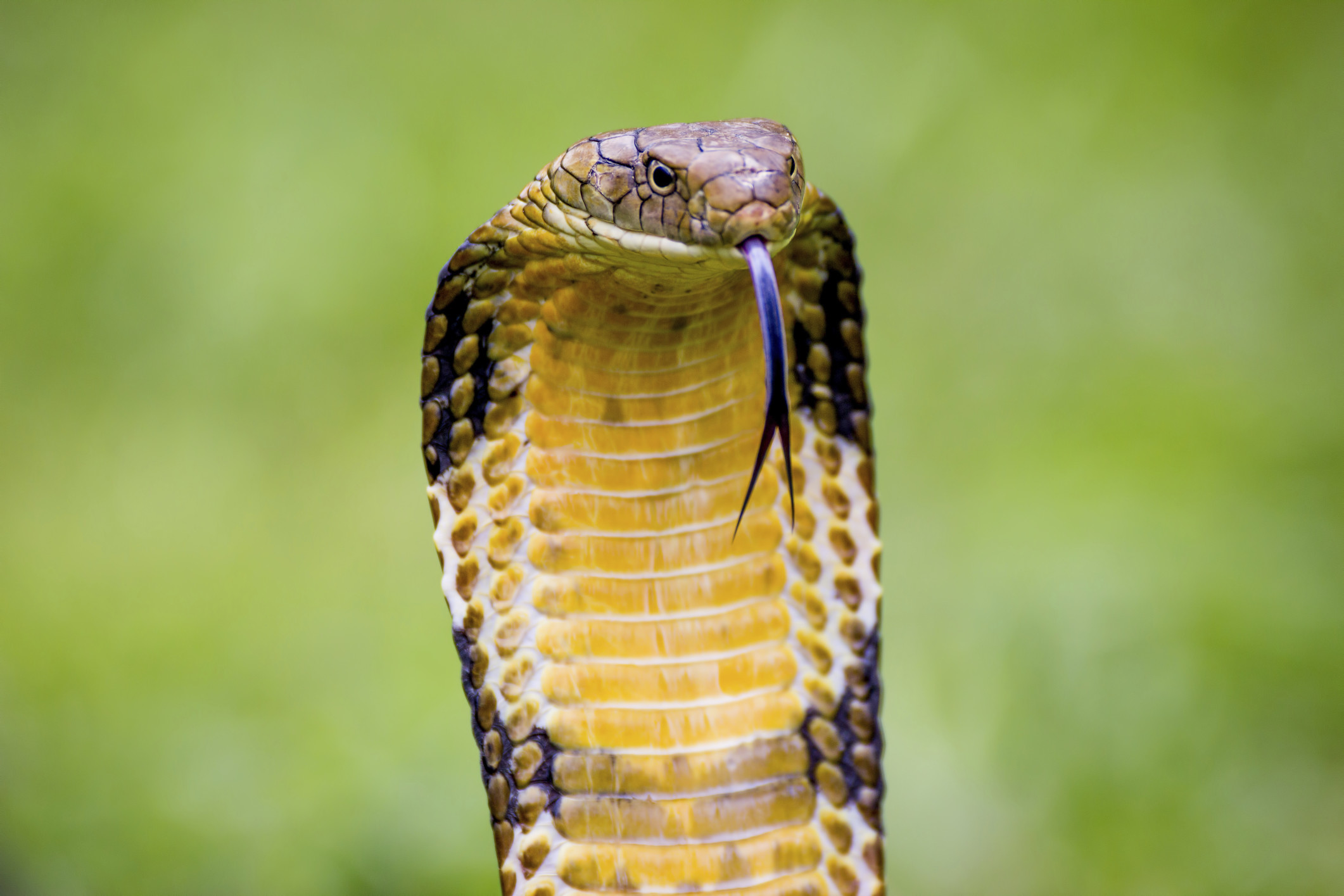 Cobra Insurance Estne Worth The High Price Tag Fangwallet Insider
