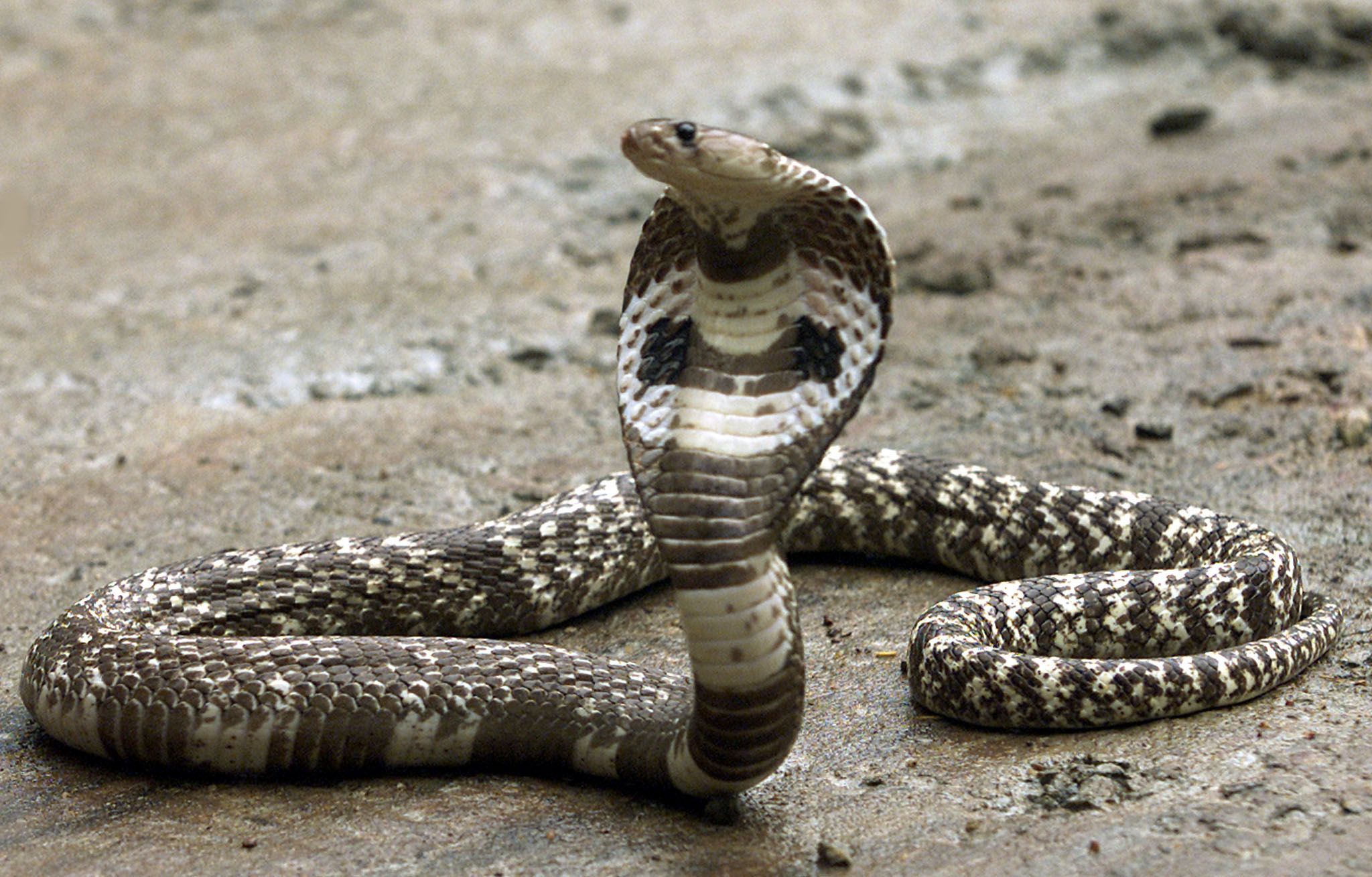 Cobra Insurance Meaning