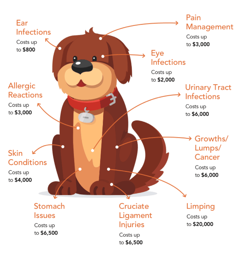 Compare Top Rated Dog Insurance Companies And Save Pawlicy Advisor Compare Top Rated Dog Insurance Companies And Save Pawlicy Advisor