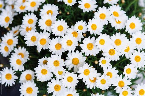 Daisies In Bloom Background By Soren Egeberg Garden Flower Daisies In Bloom Background By Soren Egeberg Garden Flower