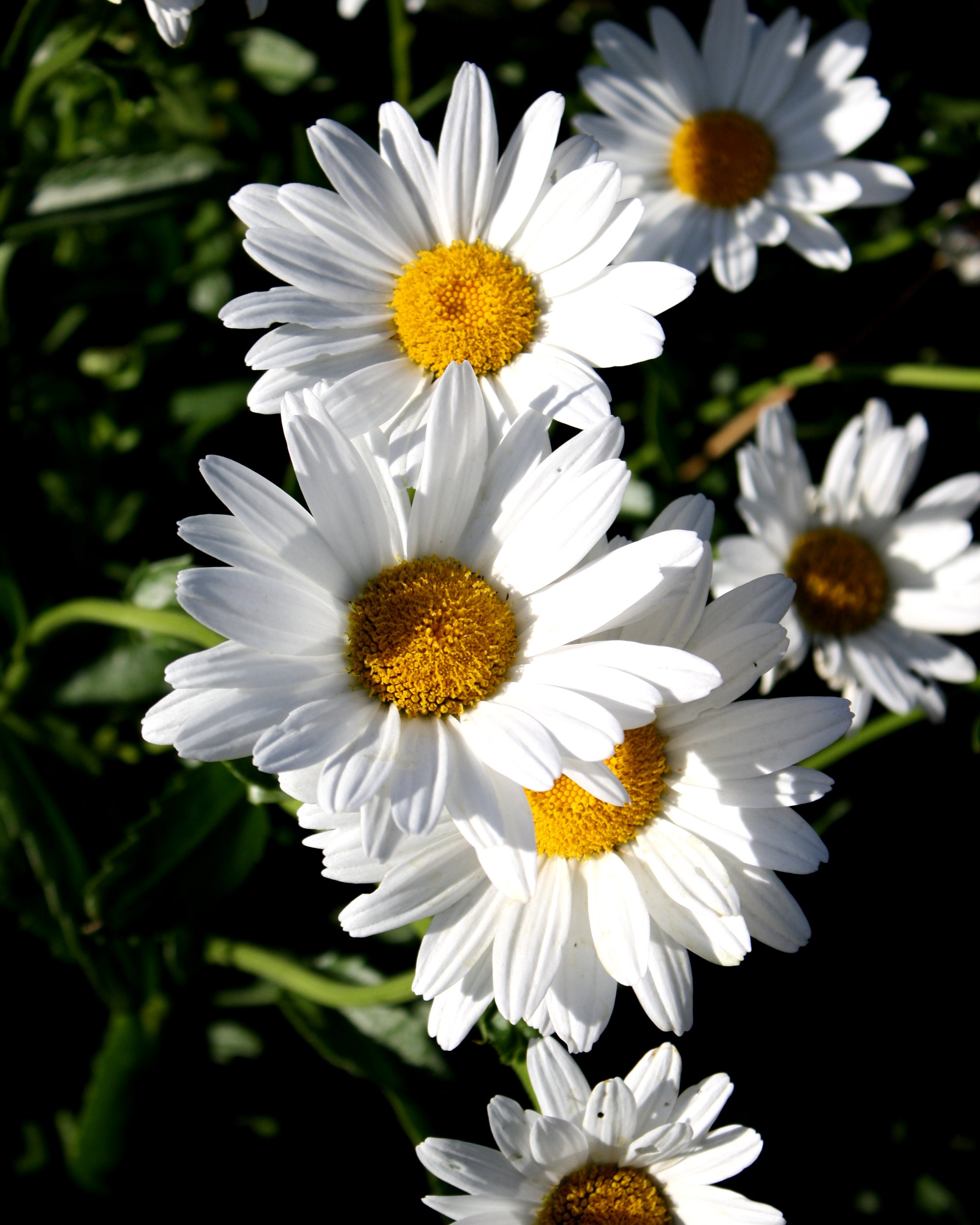 Daisy Drew Leaked