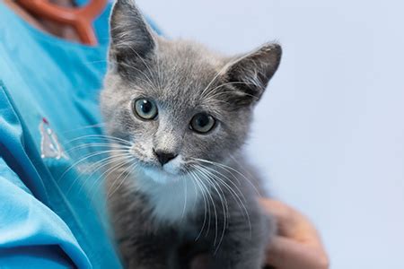 Do I Need Pet Insurance Harmony Animal Hospital Do I Need Pet Insurance Harmony Animal Hospital