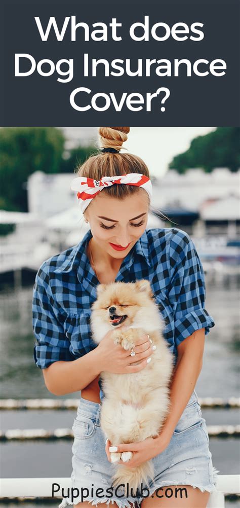 Does Dog Insurance Cover C Section Life Insurance Quotes Does Dog Insurance Cover C Section Life Insurance Quotes