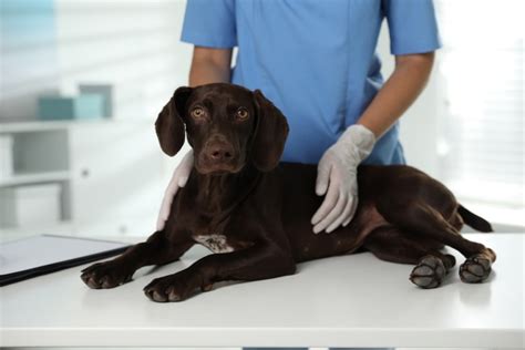 Does Figo Pet Insurance Cover Pre Existing Conditions Facts Faq Does Figo Pet Insurance Cover Pre Existing Conditions Facts Faq