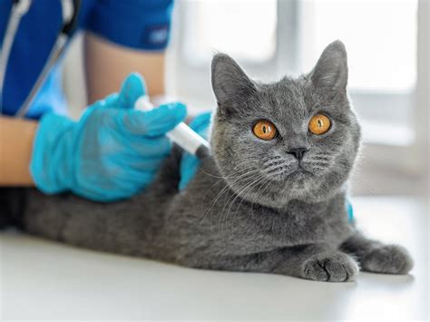 Does Pet Insurance Cover Vaccines Learn About Coverage Options Spot Does Pet Insurance Cover Vaccines Learn About Coverage Options Spot