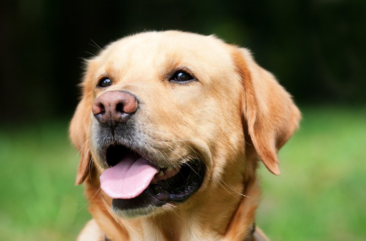 Dog Insurance Usa Dog Insurances Are Very Difficult To Choose Because Dog Insurance Usa Dog Insurances Are Very Difficult To Choose Because