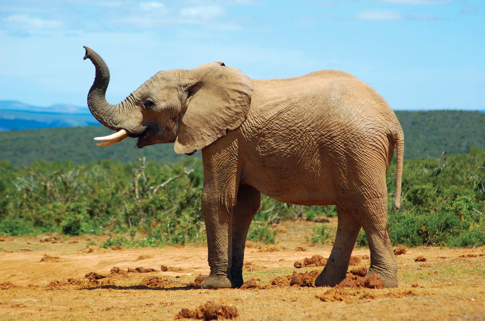 Elephant Insurance Insurance