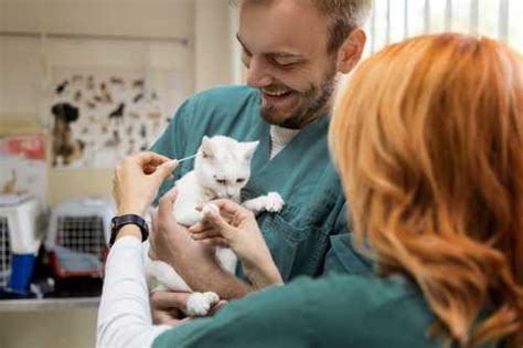 Embrace Pet Insurance Review 2025 Time Stamped Embrace Pet Insurance Review 2025 Time Stamped