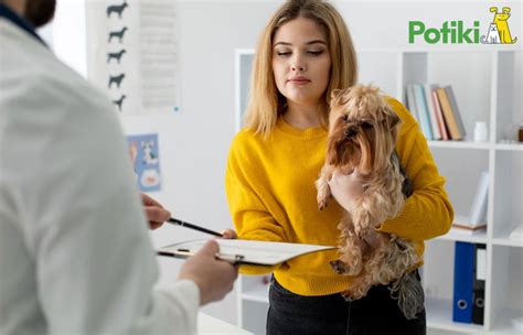 Ensuring Quality Care The Importance Of Vet Insurance For Dogs Ensuring Quality Care The Importance Of Vet Insurance For Dogs